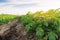 Vegetable rows of potatoes grow in the field. Growing organic vegetables. Agriculture. Farm. Selective focus