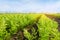 Vegetable rows of young carrot grow in the field. Growing farming crops. Beautiful landscape on the plantation. Agriculture.