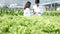 Vegetable salad, 2 scientists examined the quality of organic lettuce from the farmer`s hydroponic farm