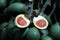 Vegetable scene - fresh raw betel nut fruit in market