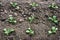 Vegetable seedling, chinese cabbage in production field