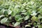 Vegetable seedling germination in seedling pot, intensive agriculture production