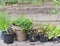 Vegetable seedlings and aromatic plant with