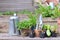 Vegetable seedlings and aromatic plant with gardening equipment