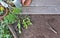 Vegetable seedlings and aromatic plant on the soil