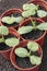 Vegetable seedlings closeup in pots