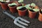 Vegetable seedlings closeup in pots