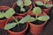 Vegetable seedlings closeup in pots