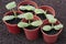 Vegetable seedlings growing in pots in spring