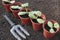 Vegetable seedlings in pots