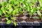 Vegetable seedlings sprouting in a greenhouse