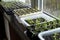 Vegetable seedlings on the windowsill. Young plants frowing in upcycled plastic containers