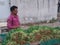 Vegetable selling cart of vegetable sellers