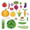 Vegetable set vector flat illustration. Healthy eating. Pumpkin, broccoli, zucchini, asparagus, eggplant and other vegetables on a