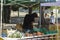 Vegetable stall in an outdoor biological market