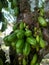 Vegetable starfruit also known as bottle starfruit, iron starfruit, or sour starfruit Averrhoa Bilimbi) i