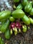 Vegetable starfruit also known as bottle starfruit, iron starfruit, or sour starfruit Averrhoa Bilimbi) i