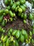 Vegetable starfruit also known as bottle starfruit, iron starfruit, or sour starfruit Averrhoa Bilimbi) i