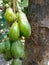 Vegetable starfruit mostly called wuluh starfruit in Indonesia