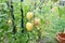 Vegetable, tomato plant problems  and sickness ,too much water cause of rain, sun scald, fruit of tomato has spot on with blurry