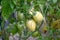 Vegetable, tomato plant problems  and sickness ,too much water cause of rain, sun scald, fruit of tomato has spot on with blurry