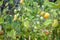 Vegetable, tomato plant problems  and sickness ,too much water cause of rain, sun scald, fruit of tomato has spot on with blurry