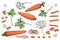 Vegetable vector sketch. A set of carrots of different types.