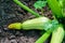 Vegetable young zucchini in the bush