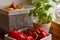 Vegetables baskets and bowls, next to basil in a pot. A fragment of a window in the kitchen