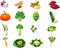 Vegetables cartoon collection two for kids