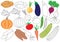 Vegetables. Coloring book. Educational game for children. Vector