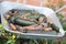 Vegetables crop - zucchini,carrot,beatroot on cart
