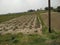 Vegetables cropping in madhubani India