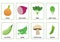 Vegetables Flashcards - 3