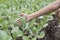 Vegetables in the garden