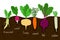 Vegetables garden growing. Vegetable gardening with roots in ground vector illustration