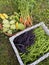 vegetables from the garden, harvest from the plot, green beans, young carrots, small courgettes, basket with vegetables