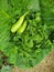 The vegetables on the green leaf.