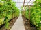 vegetables in greenhouses