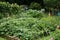 Vegetables growing