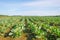 Vegetables growing in a field in sunlight