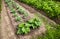 Vegetables growing at the garden