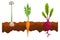 Vegetables growing in the ground. One line beet, carrot, garlic. Plants showing root structure below ground level