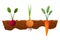 Vegetables growing in the ground. One line onion, carrot. Plants showing root structure below ground level. Organic and