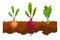 Vegetables growing in the ground. One line turnip, beet. Plants showing root structure below ground level. Organic and