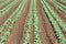 Vegetables growing in rows close up