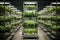 Vegetables growing in vertical farm