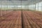 Vegetables grown in a greenhouse, an artificial ecosystem to increase production