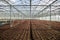 Vegetables grown in a greenhouse, an artificial ecosystem to increase production