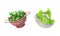 Vegetables in kitchen colander set. Strainers full of fresh arugula, chard, watercress, lettuce greenery. Healthy